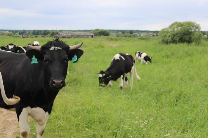 Холмогорский муниципальный округ – первые итоги сельскохозяйственного года.